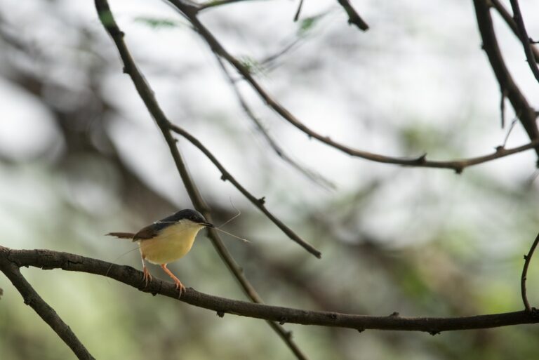 La observación de aves: un turismo de paz
