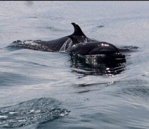 pareja de delfinas manchados - copia